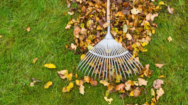 Garden-tidy-ups Garden-tidy-ups