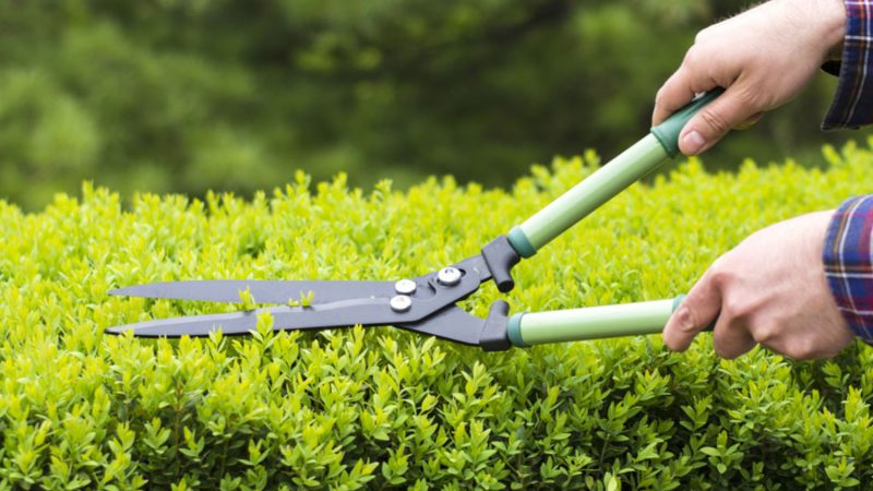 prunning prunning